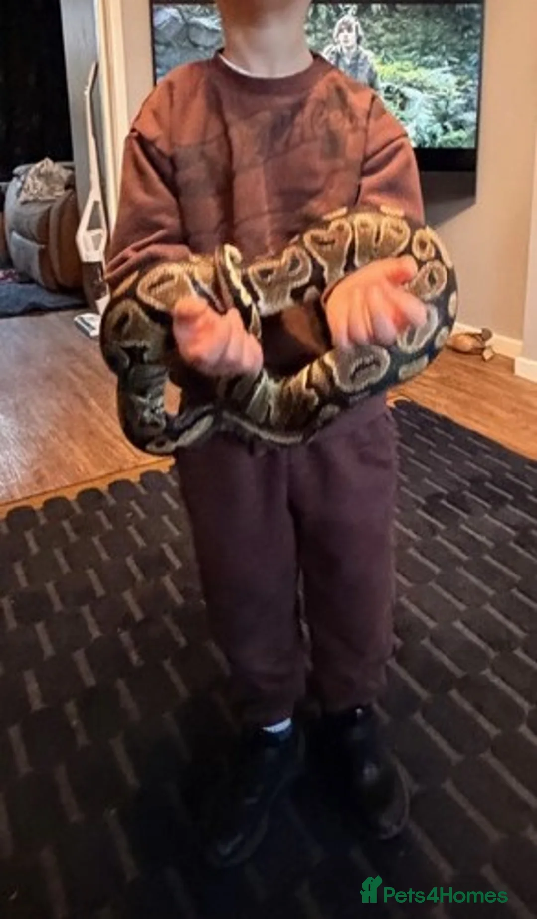 Python Snake reptiles for sale: Royal 'Ball' Python - Advert 2