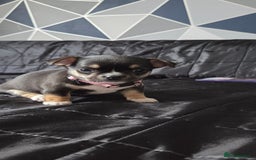 Mixed Breed dogs for sale: Adorable F1b Bullhuahua puppies - Image 10