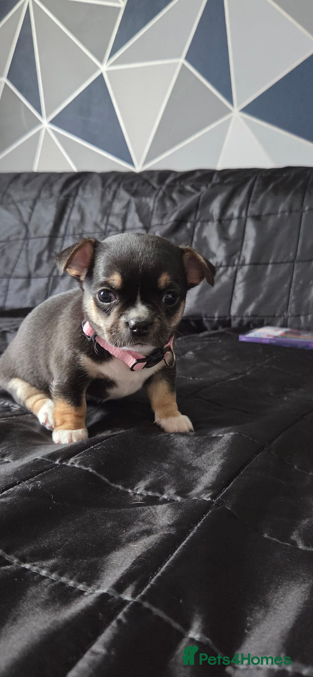 Mixed Breed dogs for sale: Adorable F1b Bullhuahua puppies - Image 10