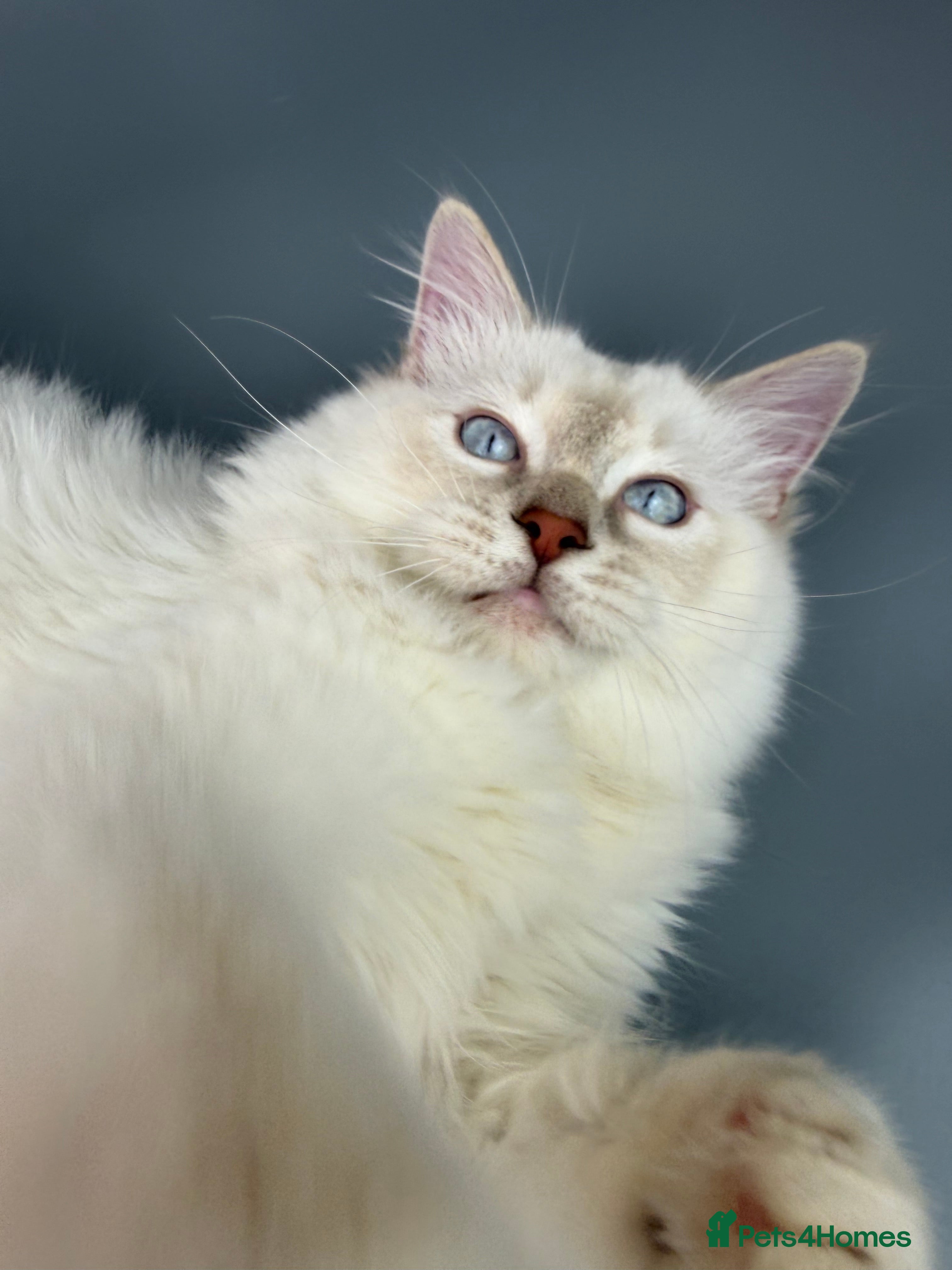 Ragdoll cats BONDED RAGDOLL BROTHERS - HEALTH TESTED PARENTS - Advert 10