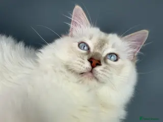 Ragdoll cats BONDED RAGDOLL BROTHERS - HEALTH TESTED PARENTS - Advert 10