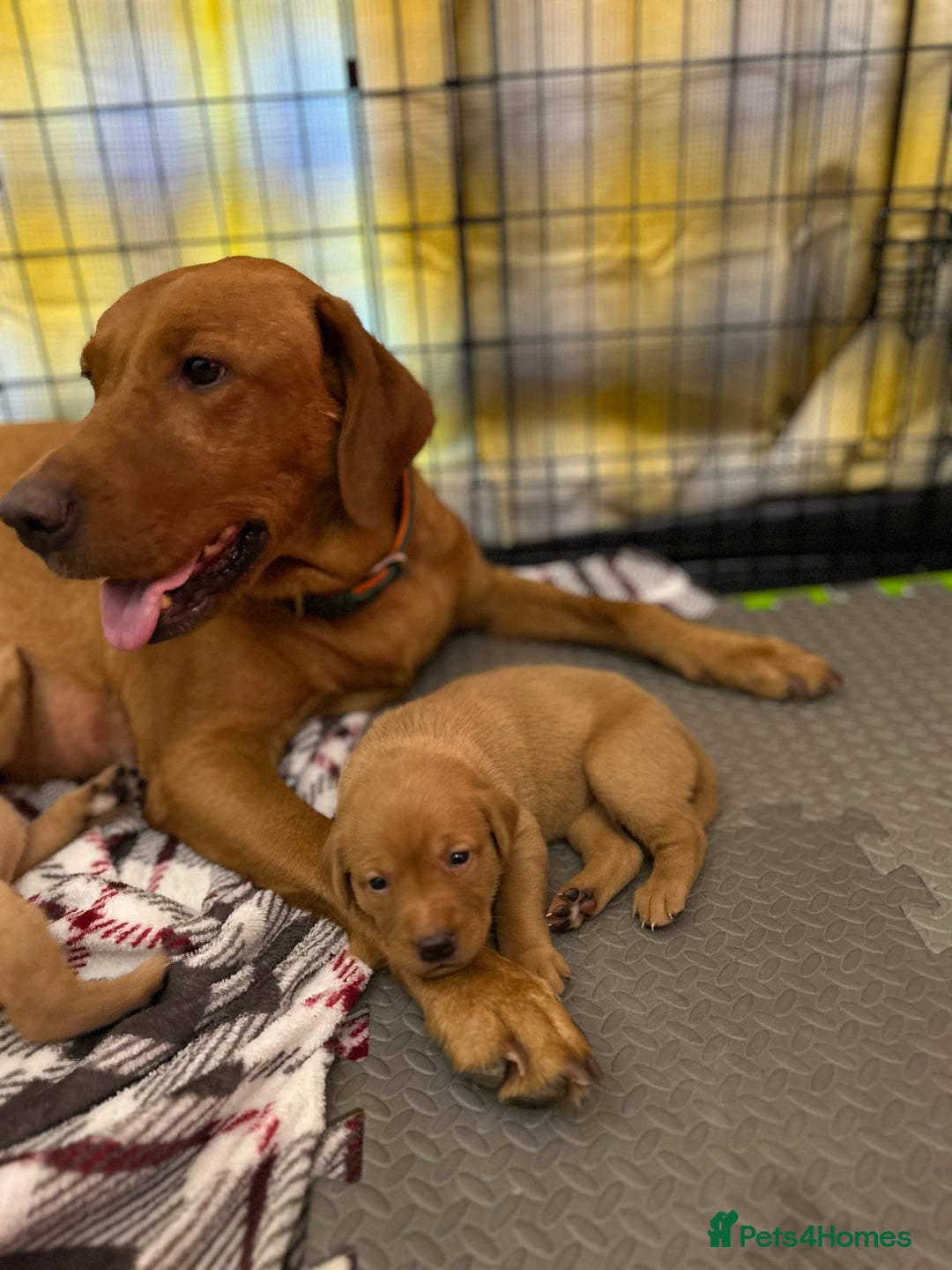 Labrador Retriever dogs for sale: Fox red labrador pups Glasgow  - Advert 24