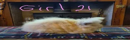 Angora rabbits for sale: Gorgeous Angora Rabbits, Pure Bred Full Faced. - Advert 20