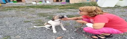 Mixed Breed dogs for adoption: 💔 GISELLE - A Lovely Girl for a Loving HOME ❤️ in Nottingham - Advert 26