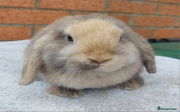 Mini Lop rabbits for sale: ☆ Gorgeous Mini Lop Babies ☆ - Image 4