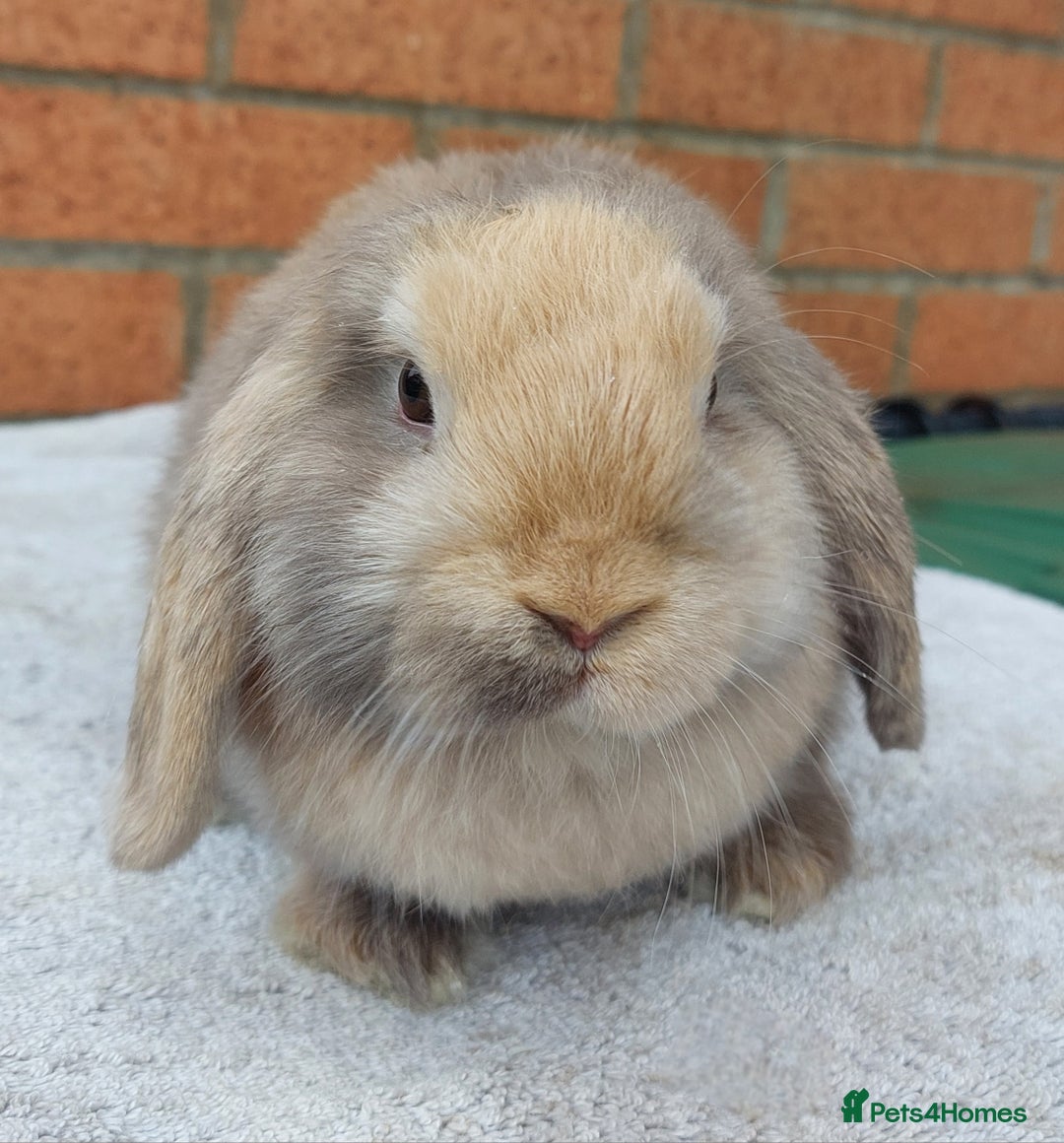 Mini Lop rabbits for sale: ☆ Gorgeous Mini Lop Babies ☆ - Image 4
