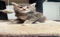Maine Coon cats for sale:  Maine Coon Kittens Looking for Loving Homes 🐾 - Image 11