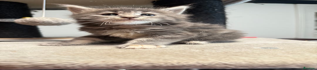 Maine Coon Kitten 3