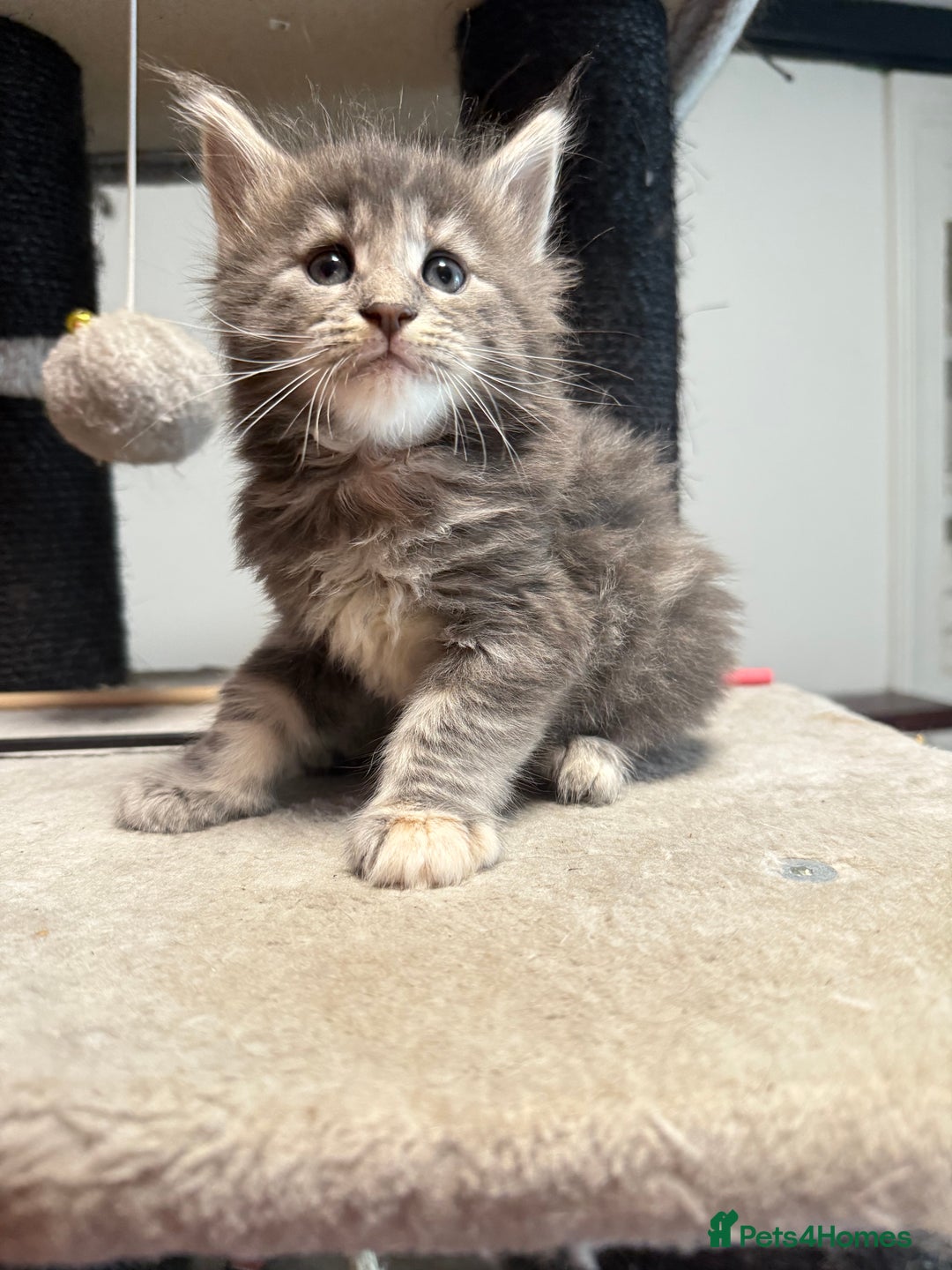 Maine Coon cats for sale:  Maine Coon Kittens Looking for Loving Homes 🐾 - Image 11