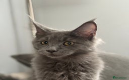 Maine Coon cats for sale: Maine Coon Kitten (Last of Litter Available Now) - Image 6