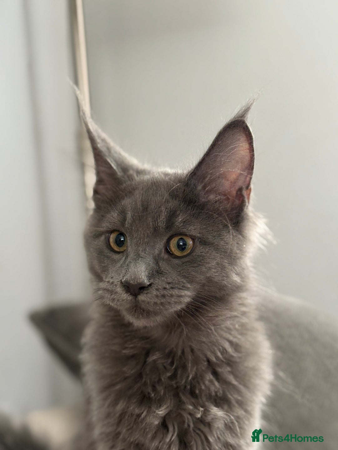 Maine Coon cats for sale: Maine Coon Kitten (Last of Litter Available Now) - Image 6