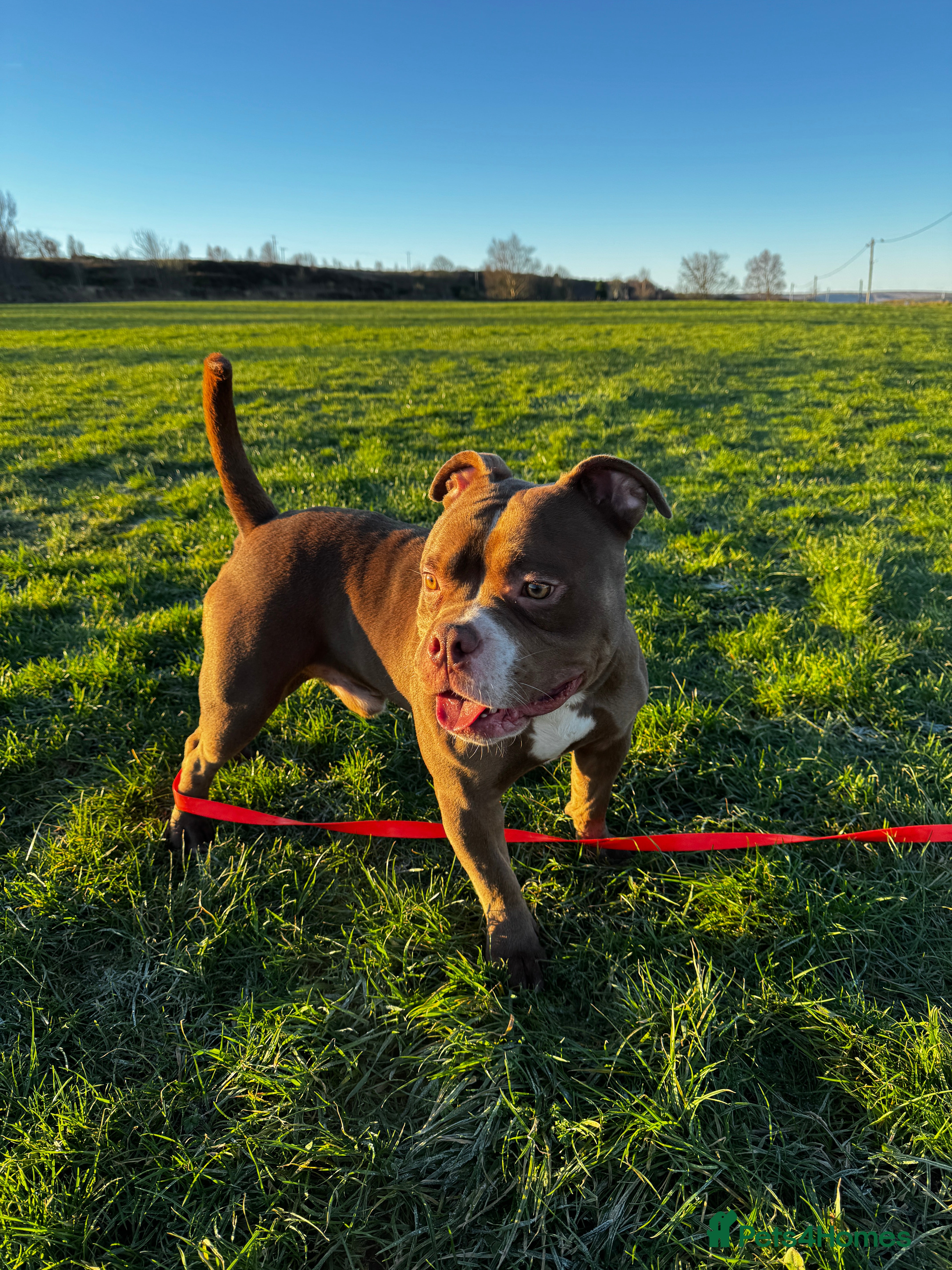 American Bulldog dogs Micro Bulldog - 2 years old - very loving - Advert 16