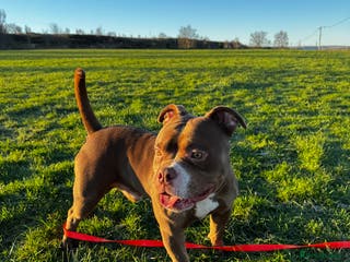 American Bulldog dogs Micro Bulldog - 2 years old - very loving - Advert 16