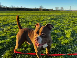 American Bulldog dogs Micro Bulldog - 2 years old - very loving - Advert 11