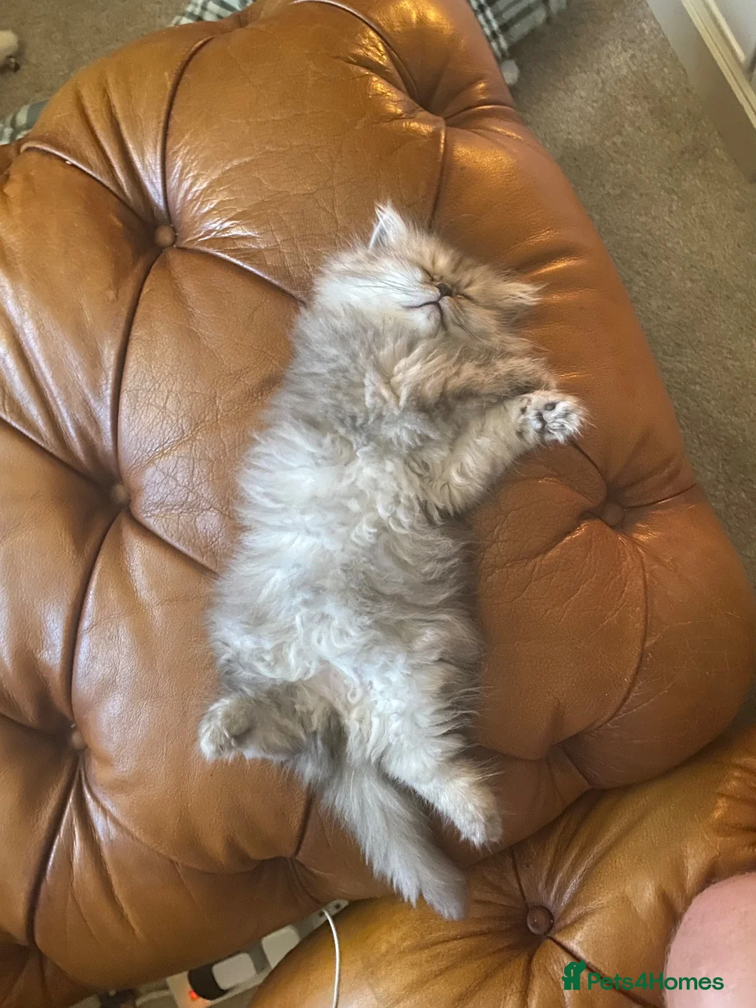 Persian cats for sale: Stunning Persian Chinchilla Kittens - Lancashire. - Advert 2