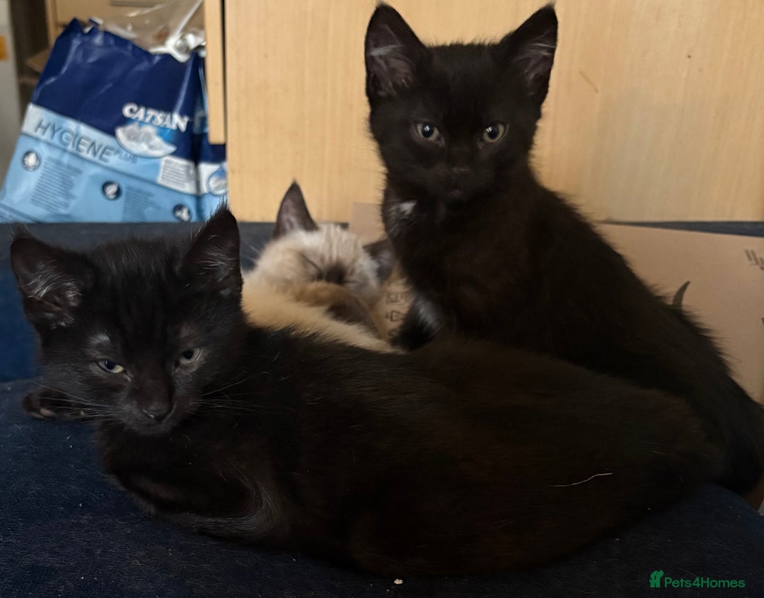 Mixed Breed cats for sale: Mixed Russian Blue, Ragdoll and Tabby  - Advert 5