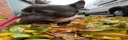 French Bulldog dogs for adoption: Dee Dee needs a loving home  - Advert 6