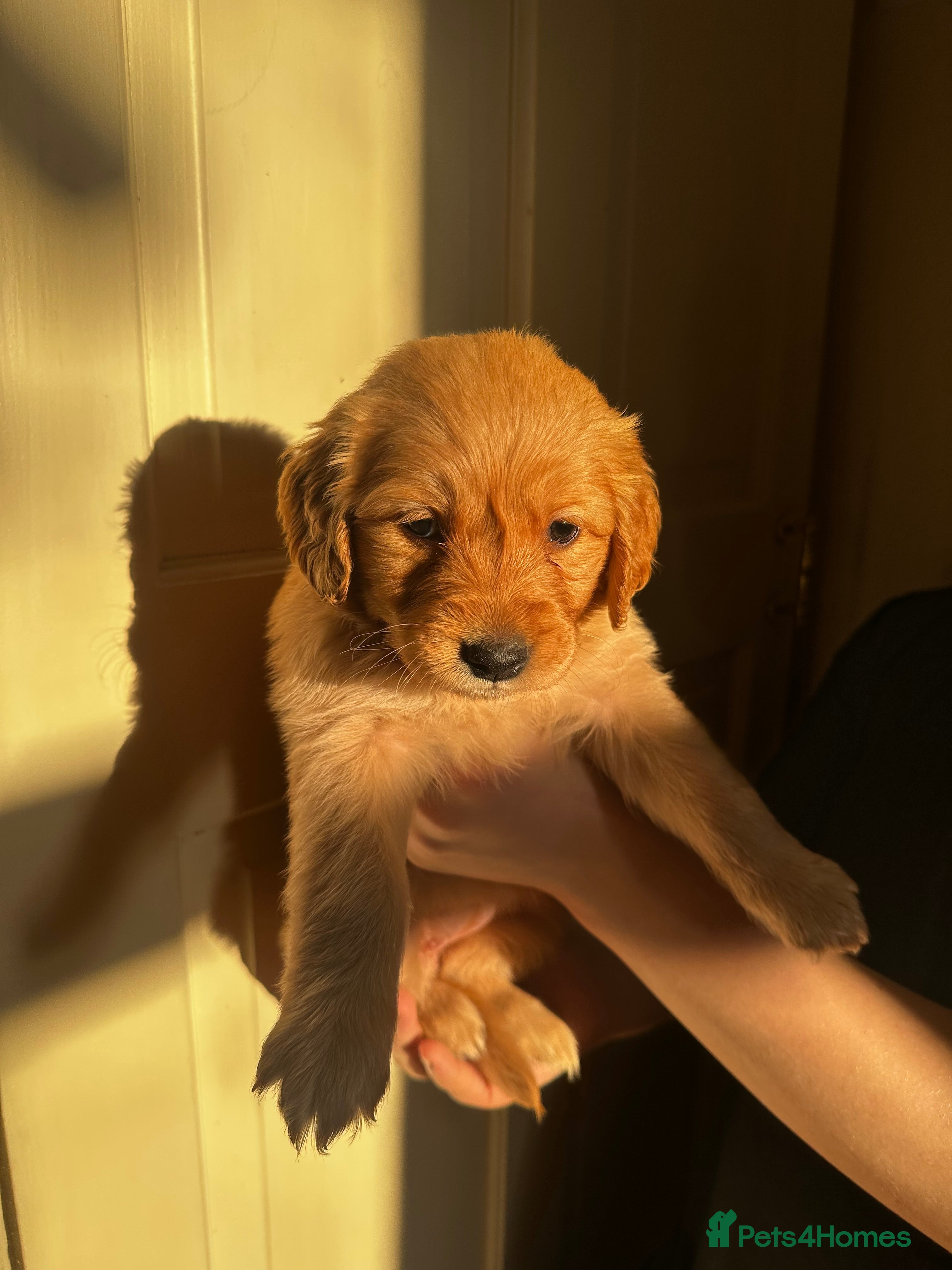 Golden Retriever dogs GORGEOUS GOLDEN RETRIEVER KC REG - Advert 15
