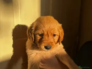 Golden Retriever dogs GORGEOUS GOLDEN RETRIEVER KC REG - Advert 15