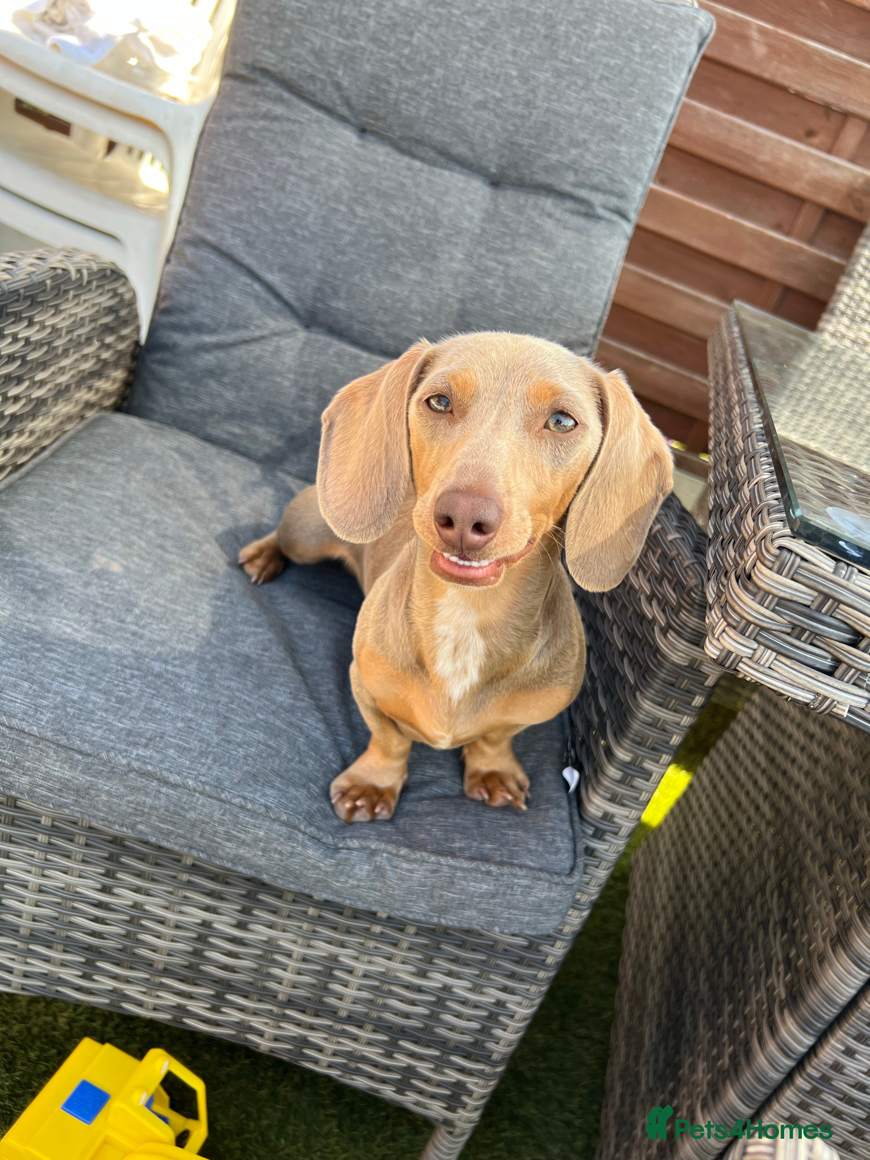 Miniature Dachshund dogs Stud Lilac Miniature Dachshund carrying cream. - Advert 19