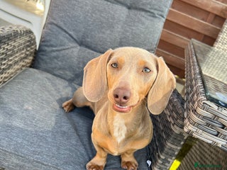 Miniature Dachshund dogs - Advert 17