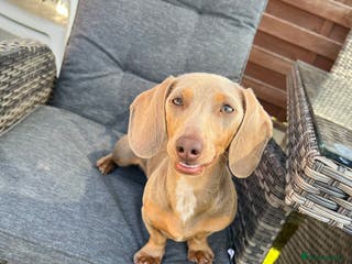 Miniature Dachshund dogs Stud Lilac Miniature Dachshund carrying cream. - Advert 5