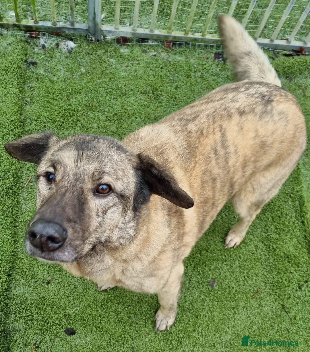 Mixed Breed dogs for adoption: Mischu - looking for a family in Ayr - Advert 2