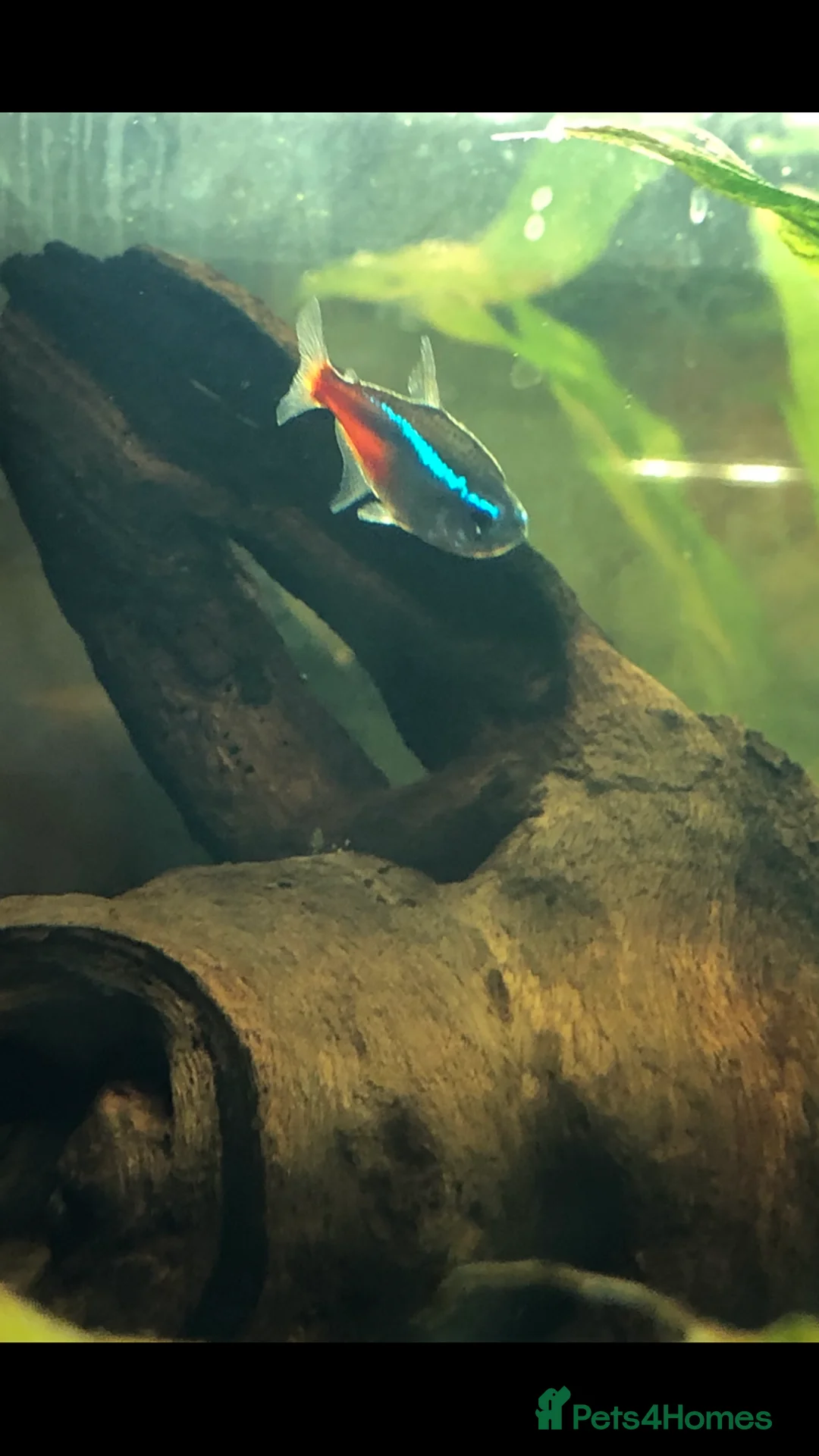 Tetras fish for sale: One platy and three tetras - Advert 4