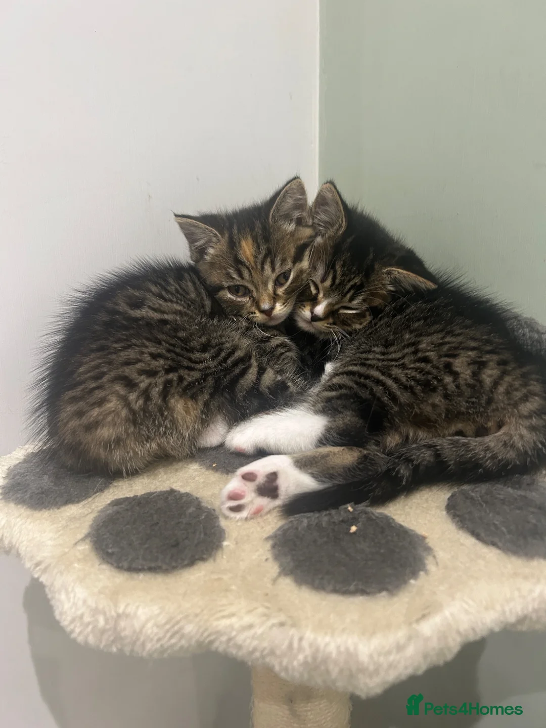 British Shorthair cats for sale: BRITISH SHORTHAIR KITTENS-AVAILABLE NOW  - Advert 2