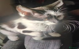 Mixed Breed cats for sale: 1 kitten for sale due to time wasters  - Image 6