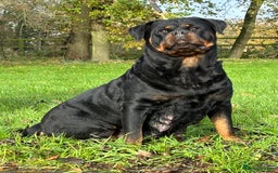 Rottweiler dogs for sale: 🏆 Champion Bred XL Rottweilers 🏆 - Advert 5