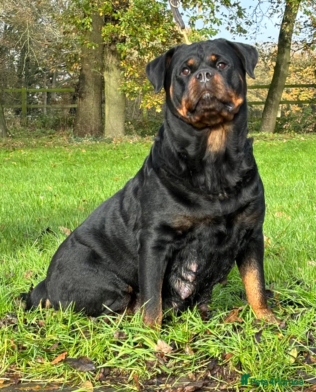Rottweiler dogs for sale: 🏆 Champion Bred XL Rottweilers 🏆 - Advert 5