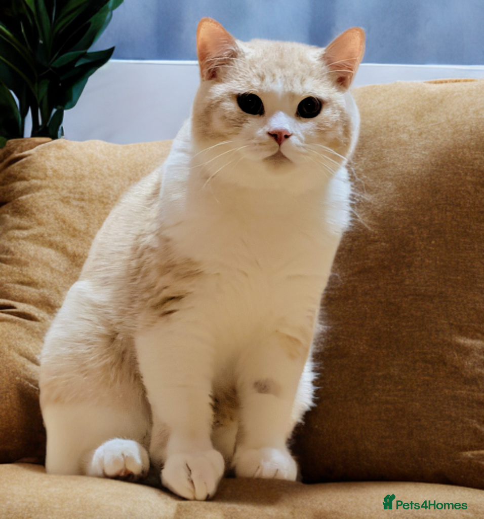British Shorthair cats ❣️🐾Only One BSH Boy left-nutered 😺🐾 - Advert 5