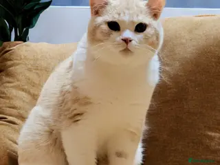 British Shorthair cats ❣️🐾Only One BSH Boy left-nutered 😺🐾 - Advert 5