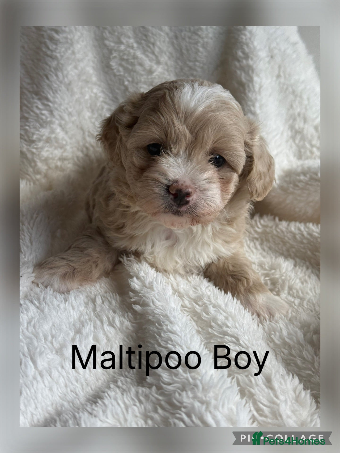 Maltipoo dogs Stunning Maltipoo’s - Advert 1