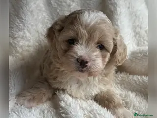 Maltipoo dogs for sale: Stunning Maltipoo’s - Advert 3