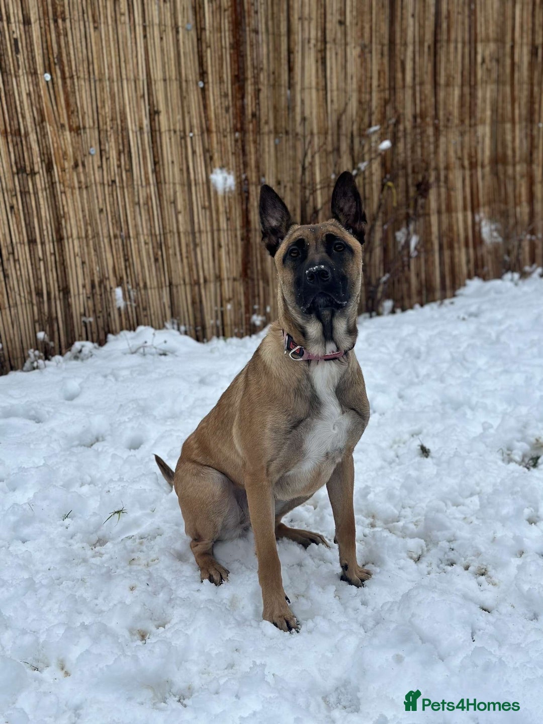 Belgian Shepherd Dog dogs for sale: Belgian Malinois in Leeds - Image 4