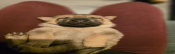 Mixed Breed dogs for sale: Shepard Peis - Advert 12