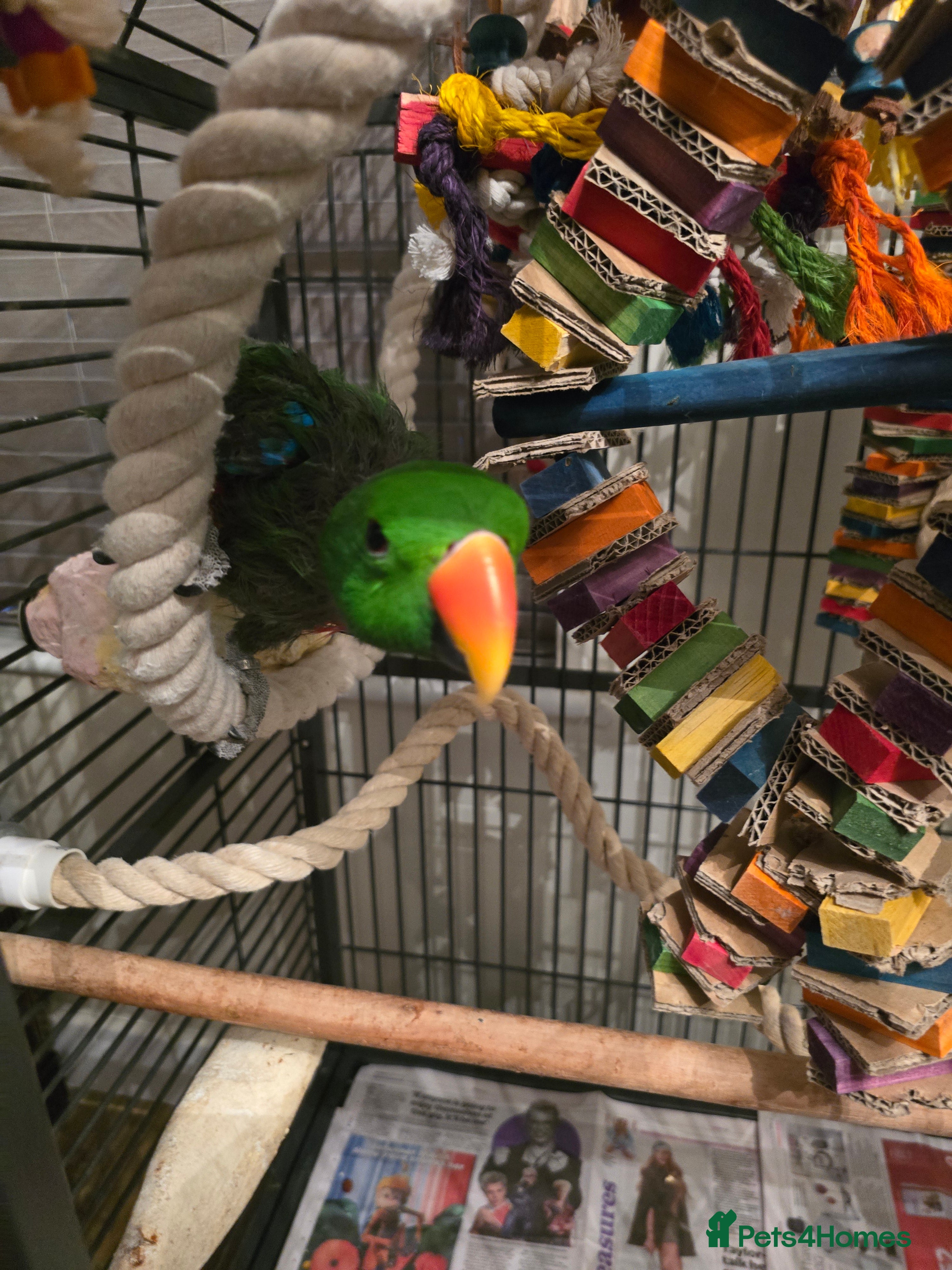 Parrots birds Eclectus male parrot very friendly   - Advert 1