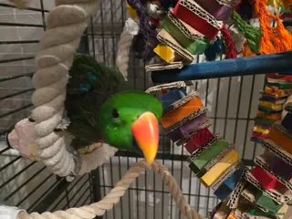 Parrots birds Eclectus male parrot very friendly - Advert 1