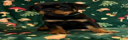 Rottweiler dogs for sale: Beautiful Rottweiler Puppies Available  - Advert 4