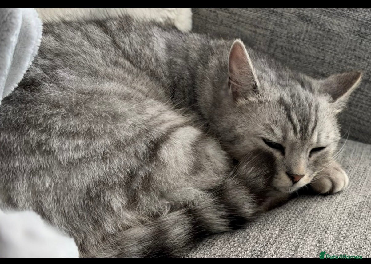 Mixed Breed cats for sale: Hunter  - Advert 2