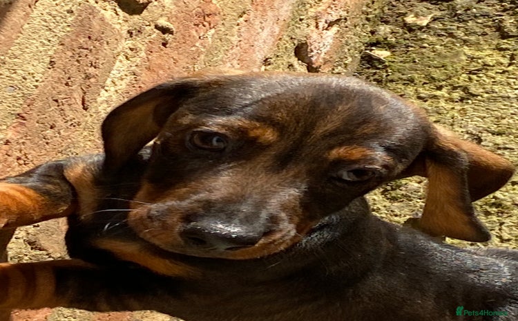 Dachshund dogs in Northampton - Advert 4