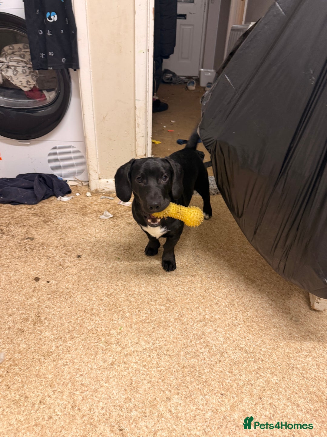 Mixed Breed dogs for sale: Beautiful puppy - Advert 2