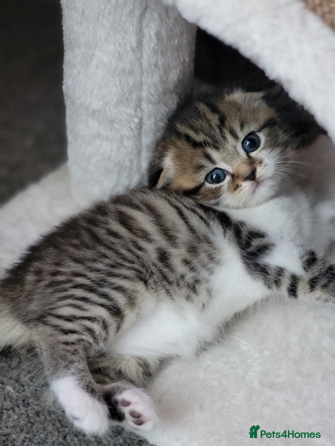 Scottish Fold cats for sale: Scottish fold - Advert 29