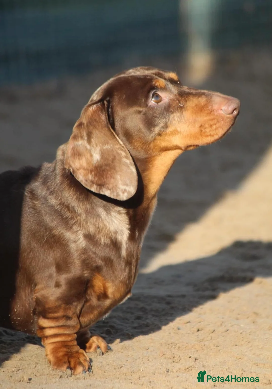 Miniature Dachshund dogs for stud: SHOW LINE CHAMP Bred Choc Dapple Mini Dachshund  in Manchester - Advert 8