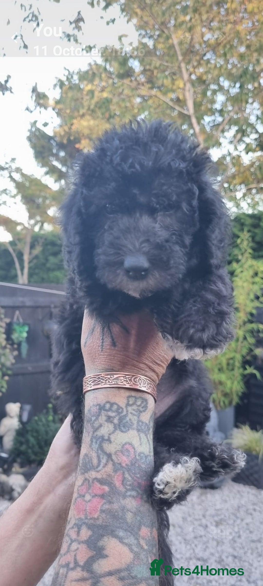 Bedlington Terrier dogs for sale: Bedlington terriers for sale  - Image 2
