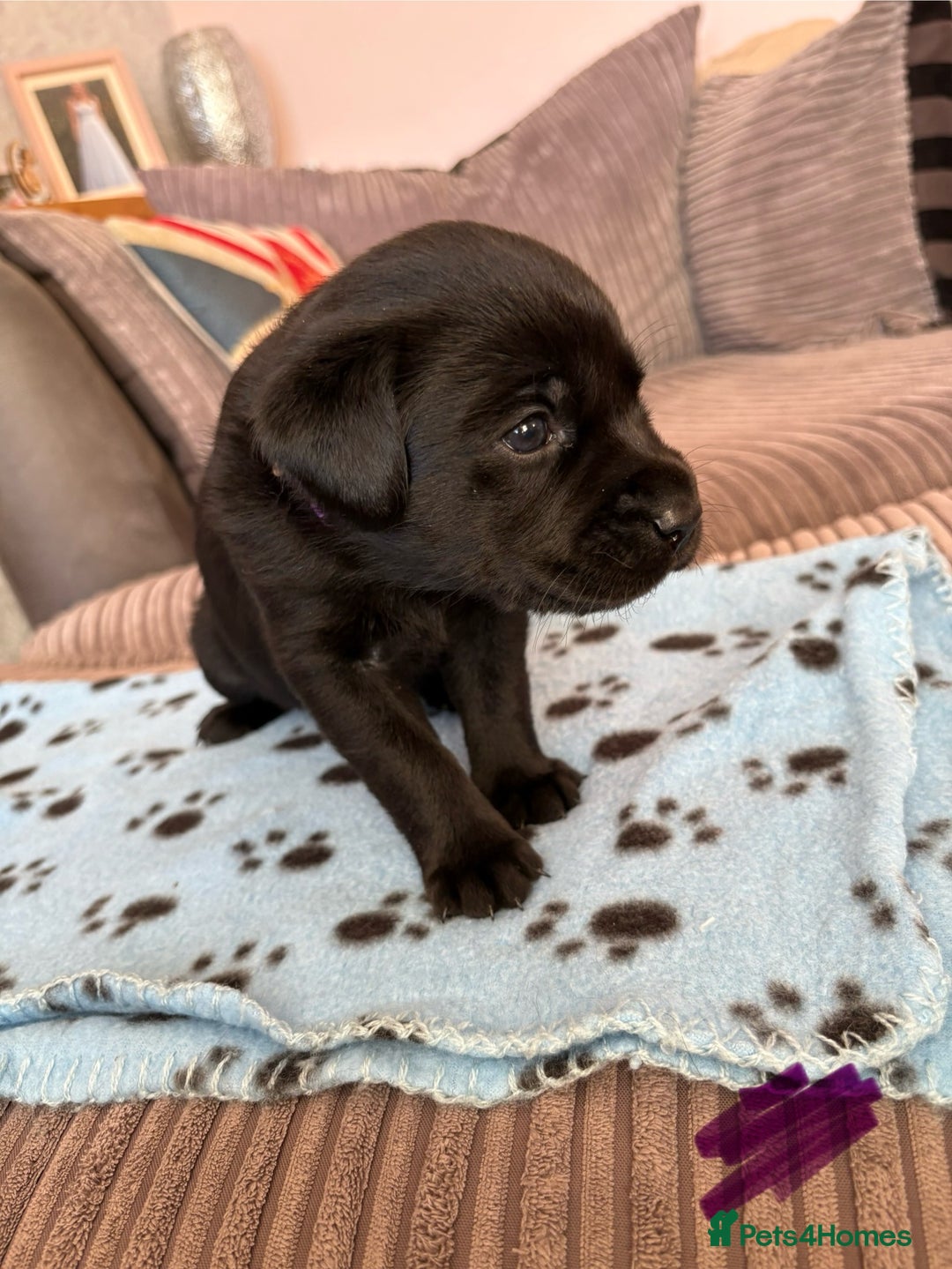 Labrador Retriever dogs for sale: Gorgeous chunky black lab pups🖤 - Advert 18