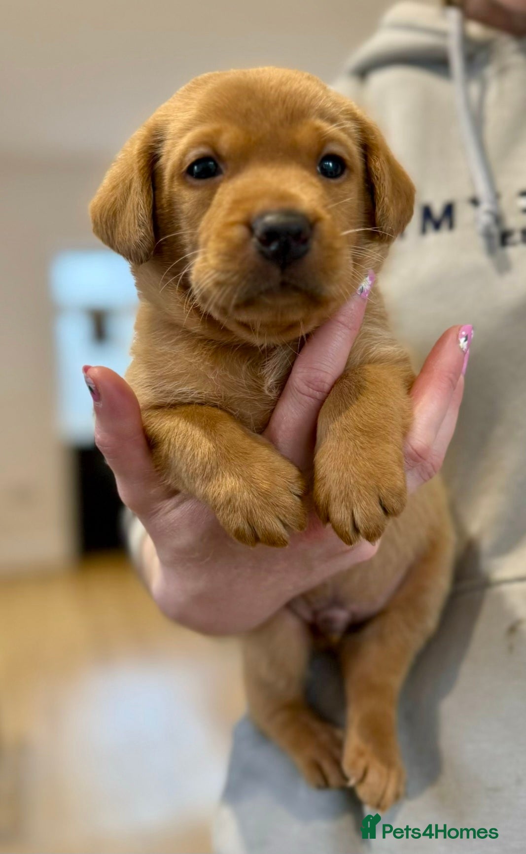Labrador Retriever dogs FTCH Sired Fully Health Tested Fox Red Lab Puppies - Advert 1