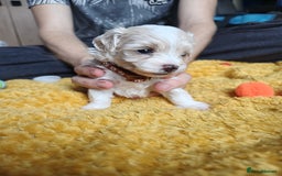 Maltipoo dogs for sale: F2 Mini Maltipoo,Toy size 4 boys - Image 16